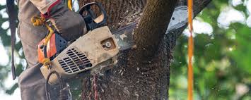 How Our Tree Care Process Works  in  Abingdon, IL