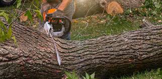 Abingdon, IL Tree Removal Services Company